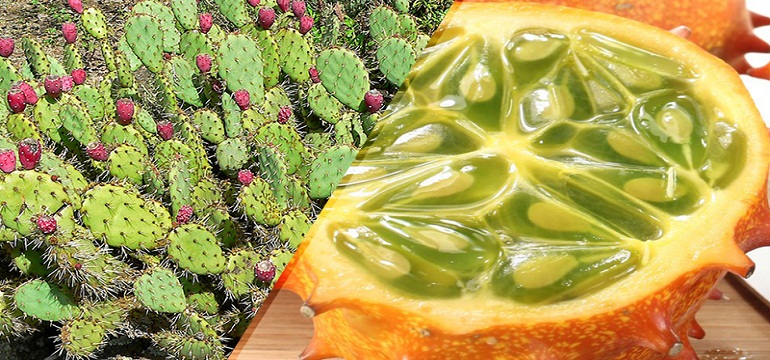 Belum Pernah Dengar Namanya, Ternyata 6 buah Langka Ini Kaya Akan Manfaat