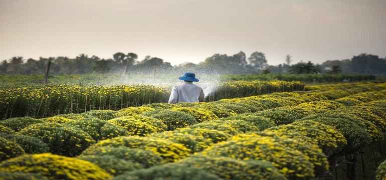 Gelar Sarjana Agribisnis: Mengenal Program Studi dan Mata Kuliah di Jurusan Agribisnis Masoem University