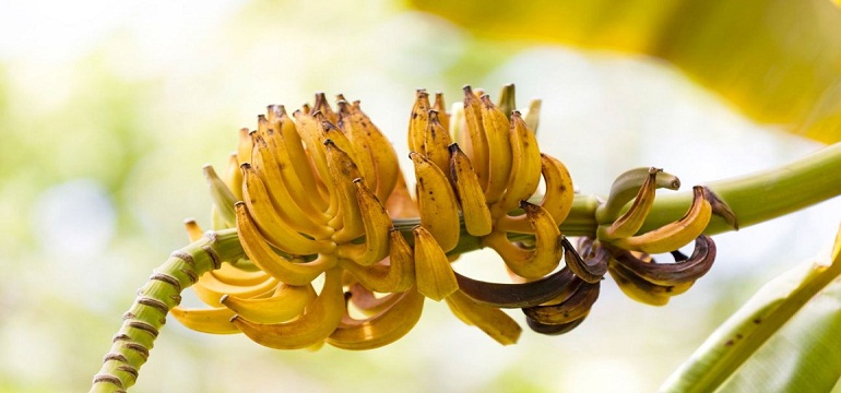 Yuk, Konsumsi Pisang Buah Kaya Kandungan Gizi!